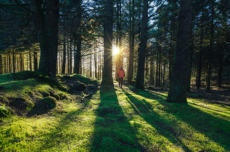 Madeira's Laurisilva Forest