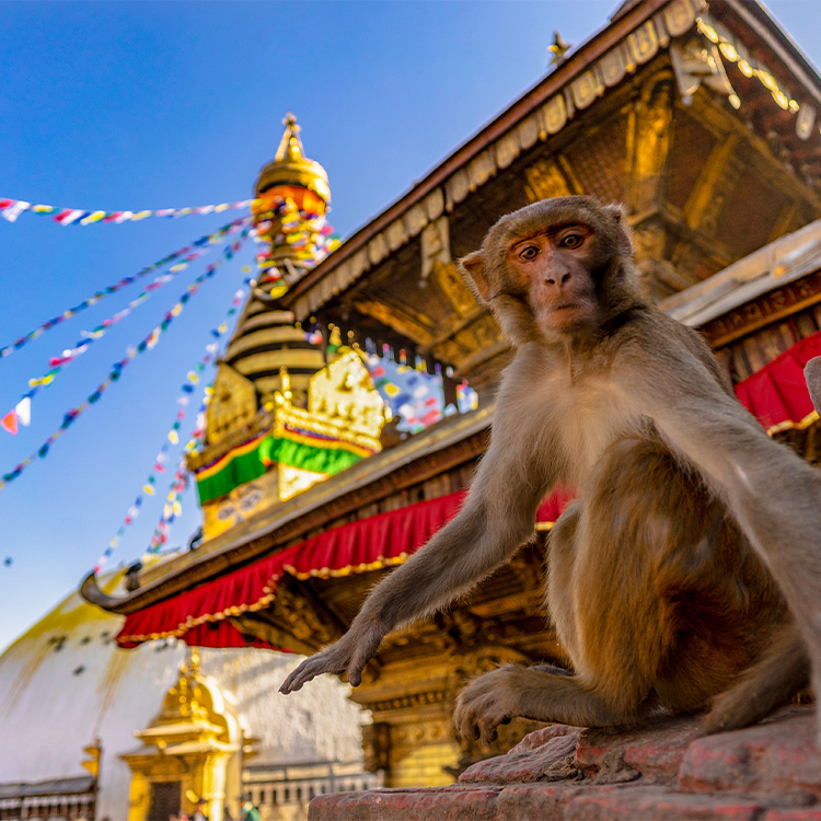 Monkey at Monkey Temple in Kathmandu Nepal