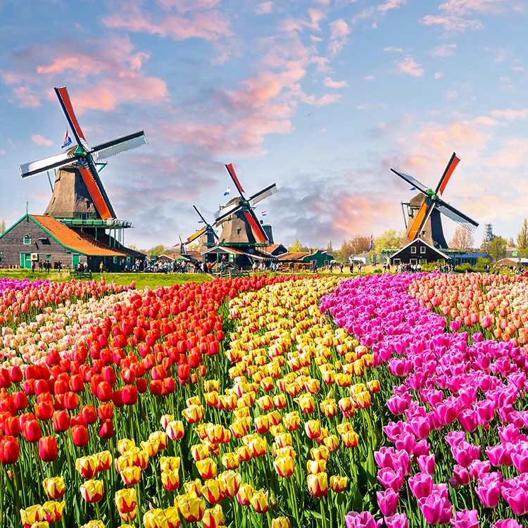 Windmills and Tulips in Holland