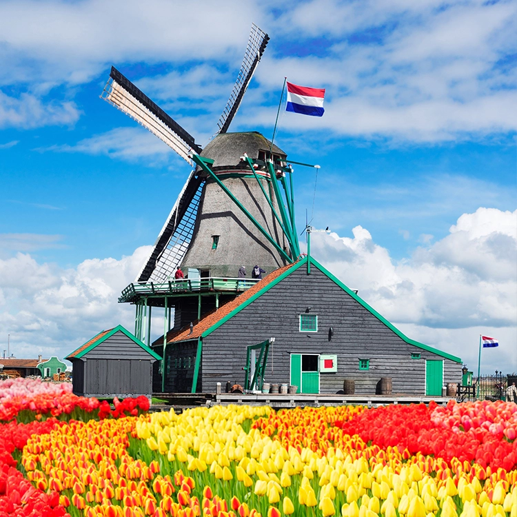 Windmills and Tulips in Holland