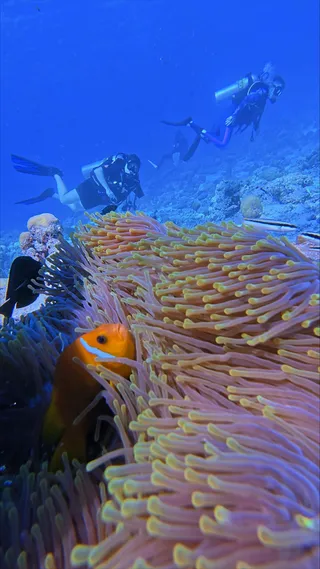 Adventures in the Maldives