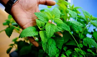 Herb Garden