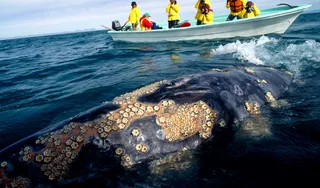 2025 Whales of Magdalena Bay: Baja Adventure Cruise