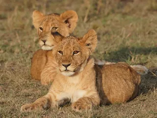 2025 African Safari Adventure