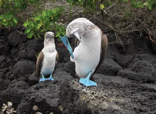 2025 Galapagos Adventure Cruise