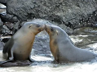 2026 Galapagos Adventure Cruise