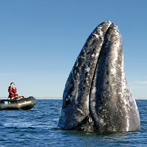 2026 Whales of Magdalena Bay: Baja Adventure Cruise