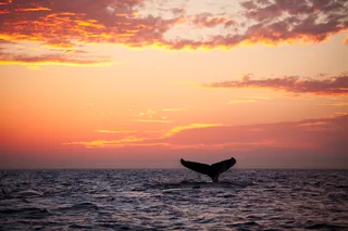 2026 Whales of Magdalena Bay: Baja Adventure Cruise