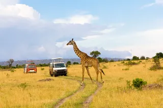 2026 African Safari Adventure