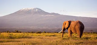 2026 African Safari Adventure