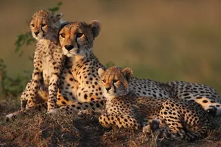 2026 African Safari Adventure