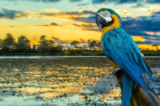 2026 Amazing Amazon Adventure