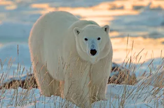2027 Polar Bear Photography Safari