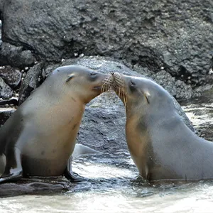 2027 Galapagos Adventure Cruise